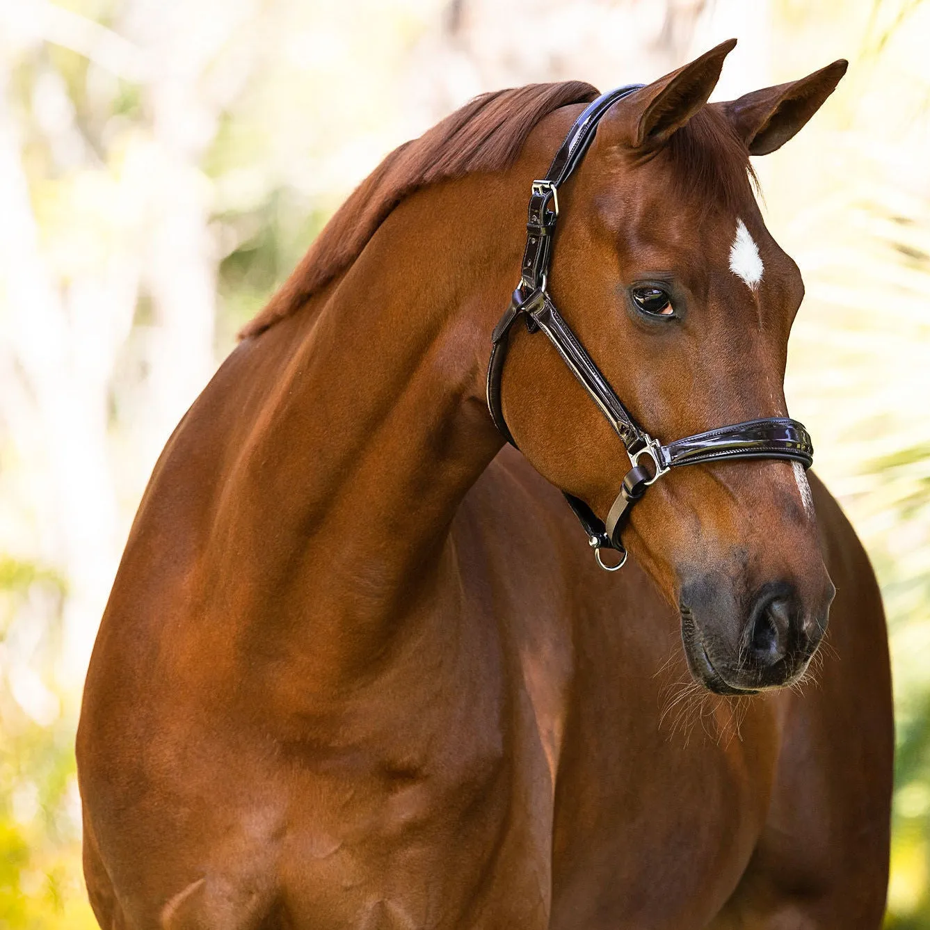 Brown Patent Conical Padded Halter